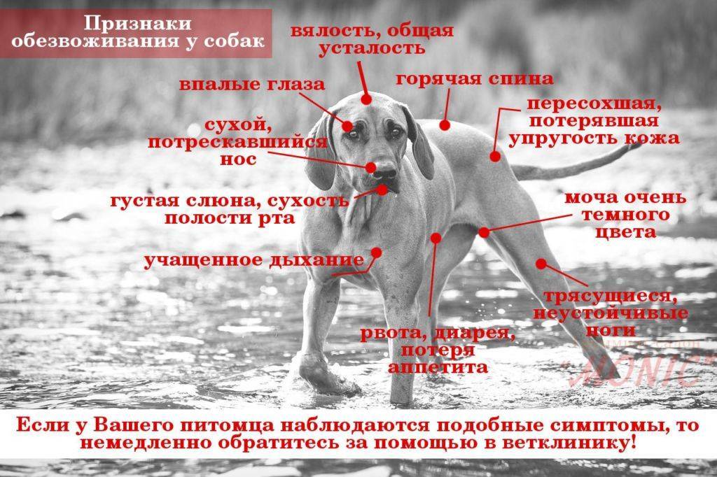 Собаку рвет кровью: причины, первая помощь и лечение, диагностика крови в рвоте у собаки