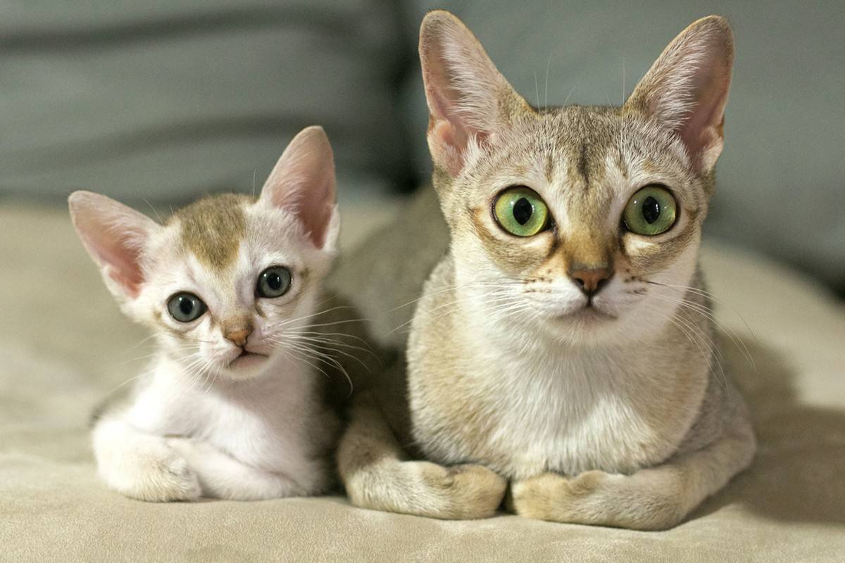 Самые редкие породы кошек и котов | фото с названиями