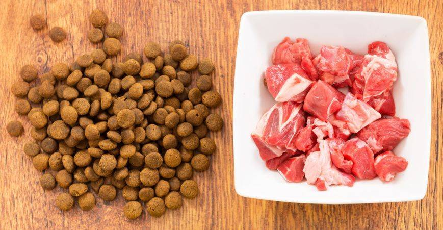 Как правильно кормить собаку? натуралка, сушка или смешанное питание? 