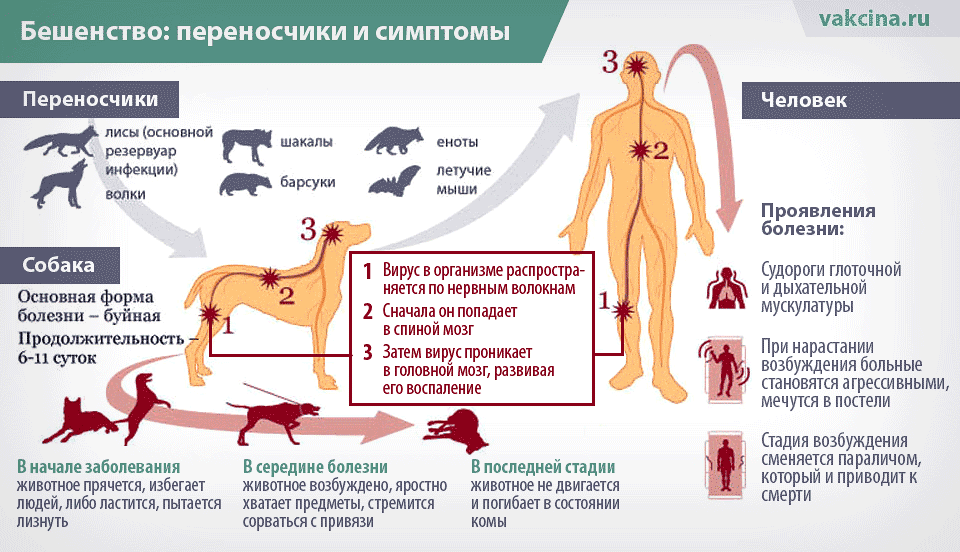 Среди позвоночных животных известны случаи заразного рака