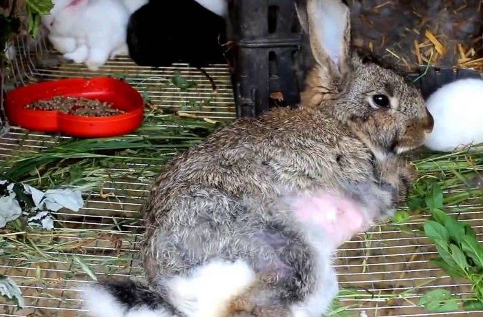 Как узнать что крольчиха беременна: признаки, срок и что делать