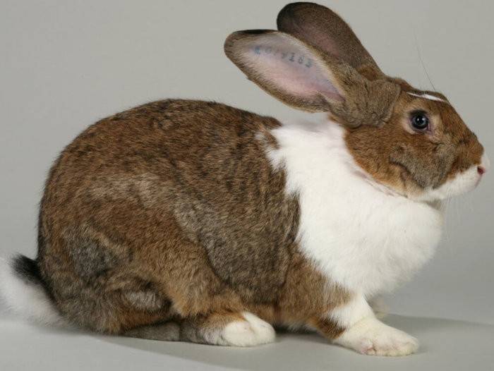 Калифорнийский кролик (48 фото): описание породы, особенности разведения и содержания кроликов. как изменяется вес кроликов по месяцам? отзывы владельцев
