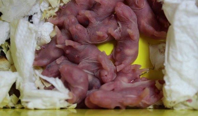 ᐉ сколько хомяки ходят беременными, как узнать и определить беременность у джунгарских и сирийских хомячков - zoopalitra-spb.ru