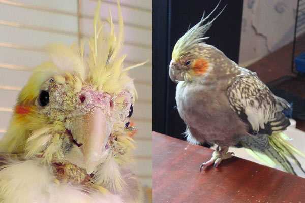 Болезни попугаев корелла симптомы и лечение фото