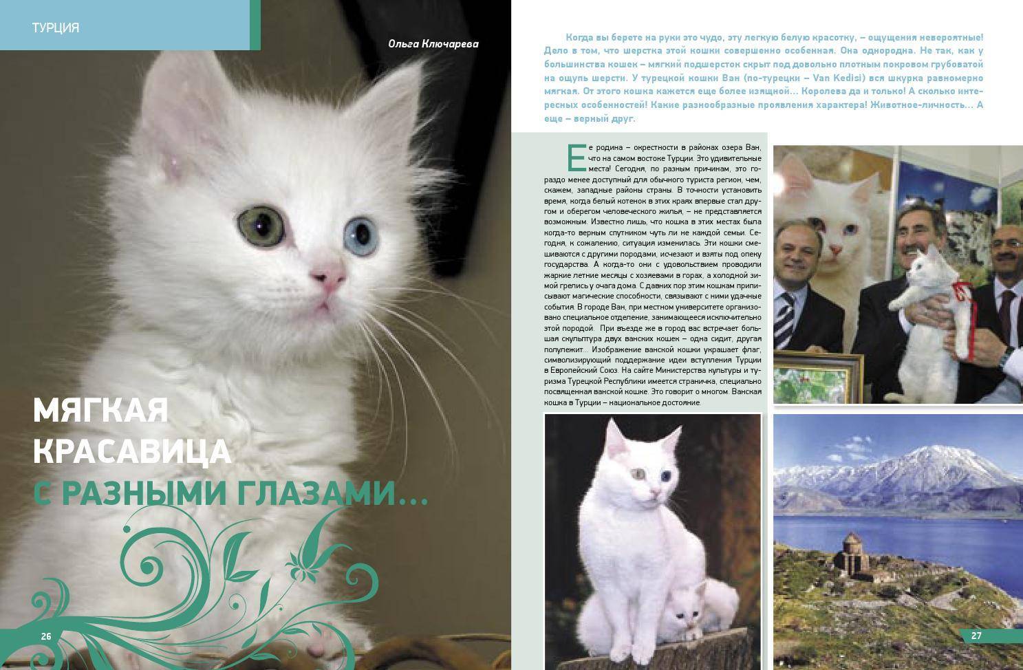 Кошка турецкий ван: описание внешности, характер породы, уход за питомцем, содержание, выбор котёнка, отзывы владельцев, фото ванского кота