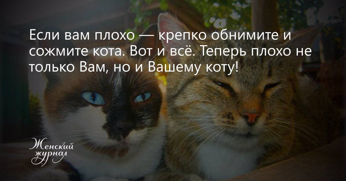 ᐉ почему кошки не любят когда их целуют – почему нельзя целовать кошек в морду? - zoomanji.ru