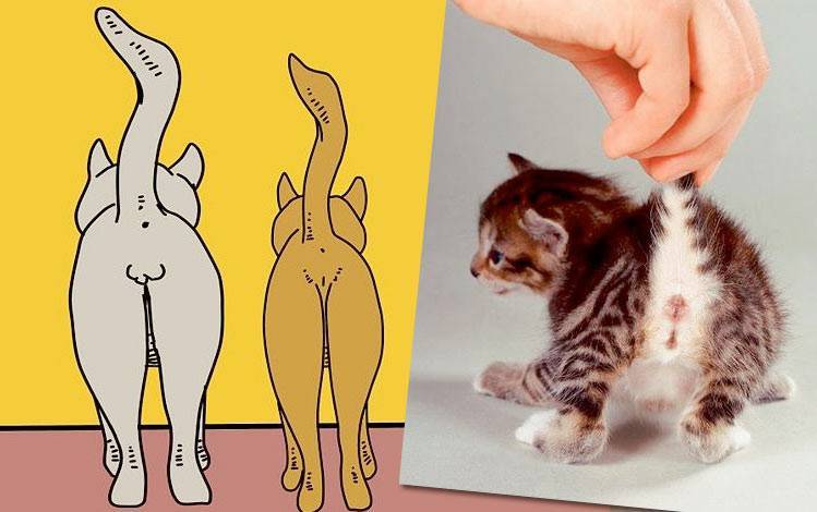 Несколько простых способов определения пола у котят: как отличить кота от кошки