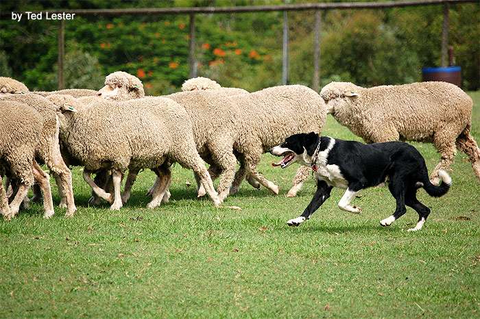 Пастушьи и скотогонные породы собак: список и описание пород
