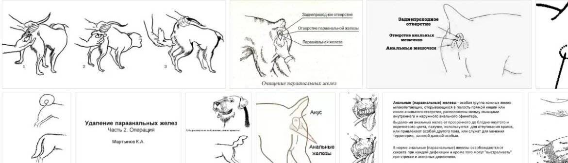Параанальные железы у собаки: причины воспаления и его симптомы, лечение, чистка в домашних условиях и у ветеринара