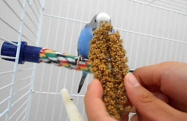 Чумиза для попугаев: польза и вред