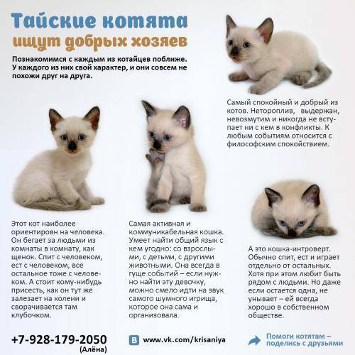 Тайская кошка: описание породы и характера, сколько живут
