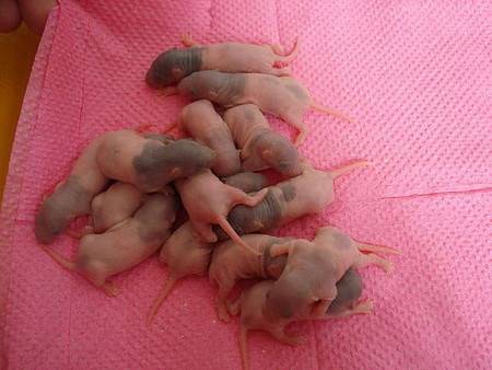 Размножение джунгарских хомяков (28 фото): роды джунгариков в домашних условиях. сколько длится их беременность?