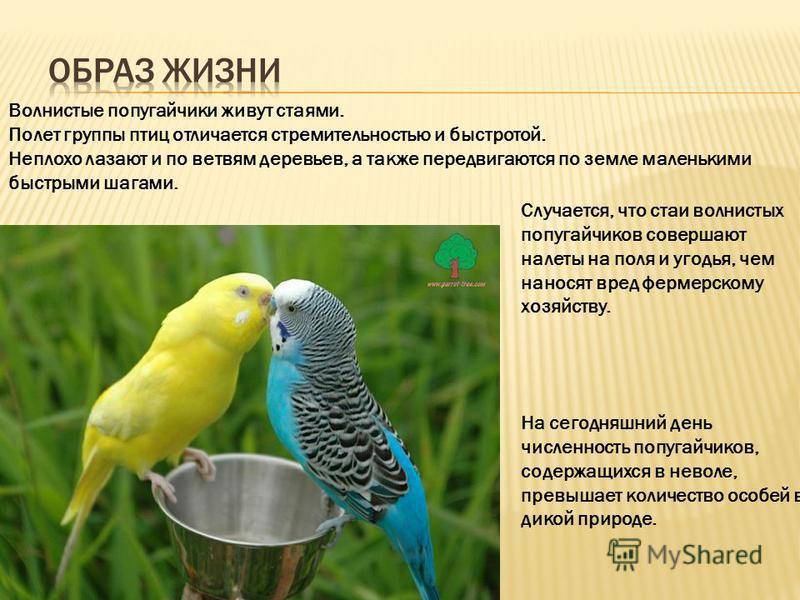 Уход и содержание волнистых попугаев: что нужно для правильной адаптации в домашних условиях? температура и правила ухода