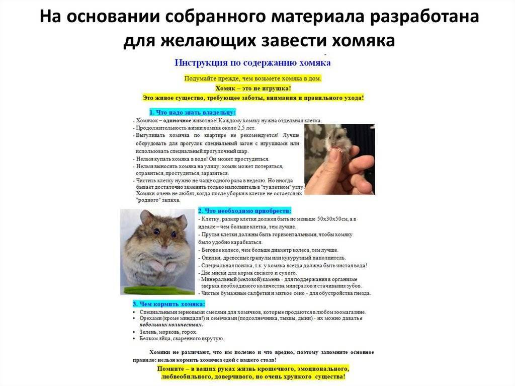 Нужен совет!!! стоит ли заводить хомяка или песчанку? - страна мам
