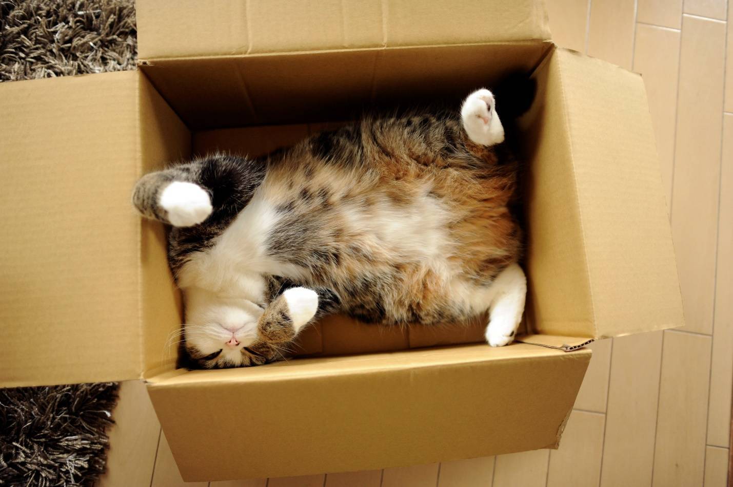 Почему кошки любят коробки и пакеты, почему нравятся