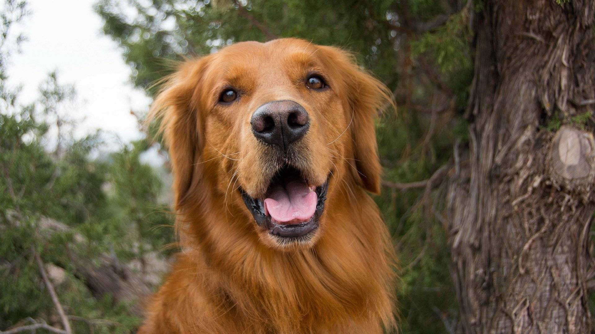 Топ 10 самые опасные породы собак в мире - лучшие топ 10