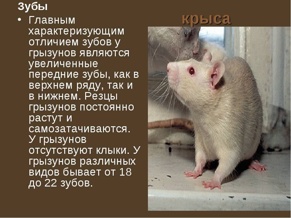 Домашняя крыса: все о декоративных маленьких грызунах