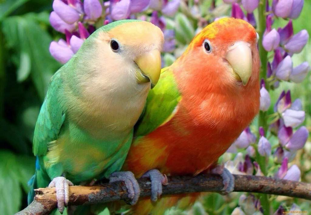 Как научить попугая неразлучника разговаривать. советы как это сделать