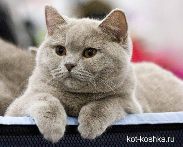 Британская короткошерстная кошка – особенности породы