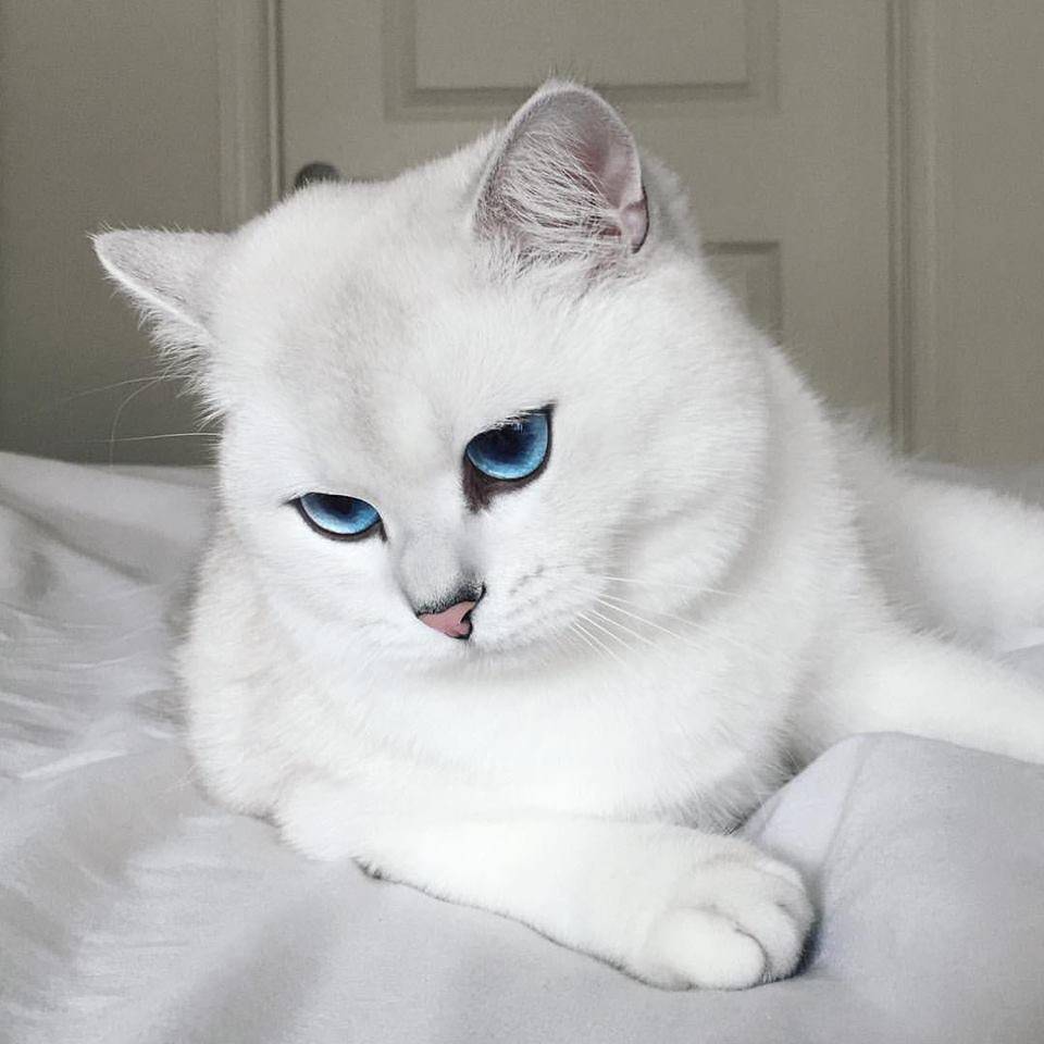 ᐉ кот коби: белая кошка с красивыми глазами, порода или кличка - kcc-zoo.ru