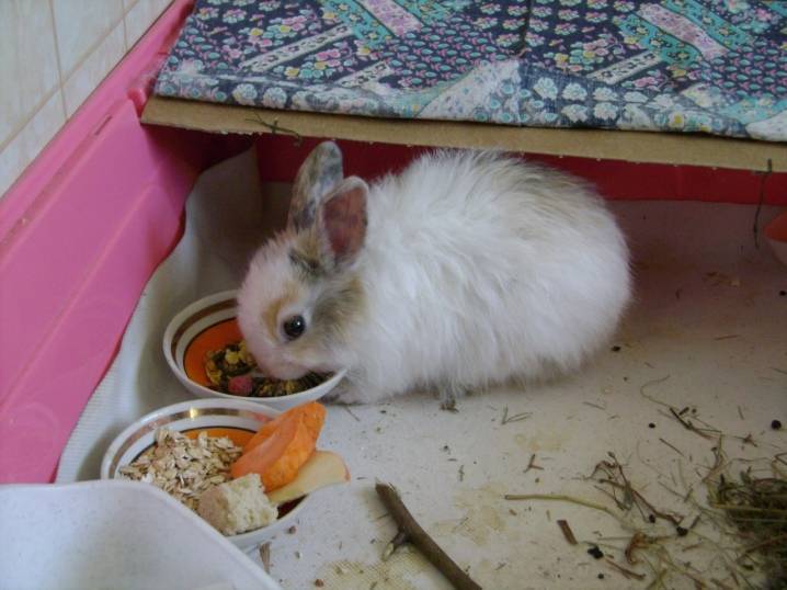 Чем кормить декоративного кролика в домашних условиях, что едят, чем питаются, что можно давать - kotiko.ru
