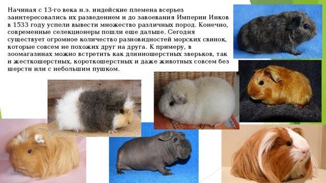 ᐉ имена для морских свинок мальчиков и девочек, как правильно выбрать кличку - zoopalitra-spb.ru