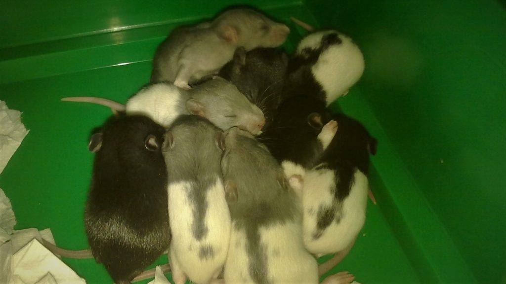 Новорожденные крысята уход