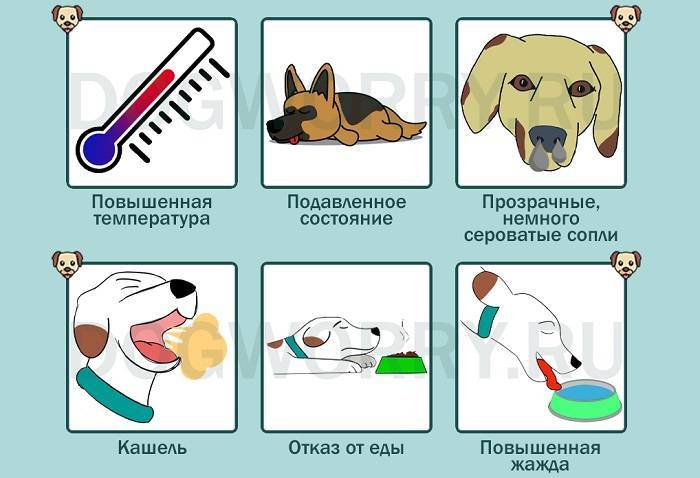 Кашель у собаки: причины и лечение, симптоматика, что делать, если собака кашляет