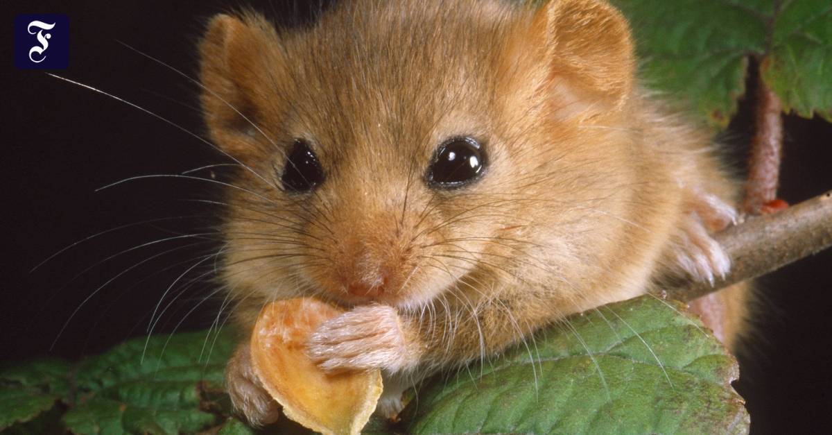 Декоротивные мыши — уход, содержание и разновидности домашних мышей