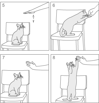 Как дрессировать кошку - wikihow