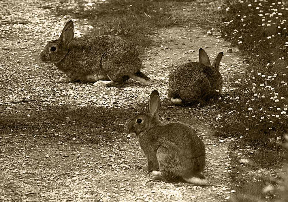 Откуда произошли кролики - разведение и содержание кроликов - животноводство - собственник