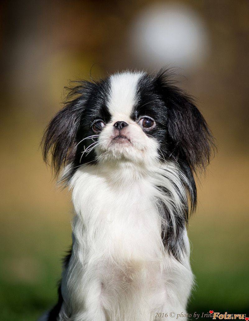 Порода собак японский хин фото описание породы