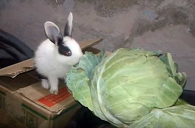 Давать кроликам капусту можно, какие виды будут исключением, норма в день