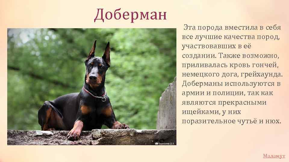 Доберман пинчер: фото, описание породы и характер собаки