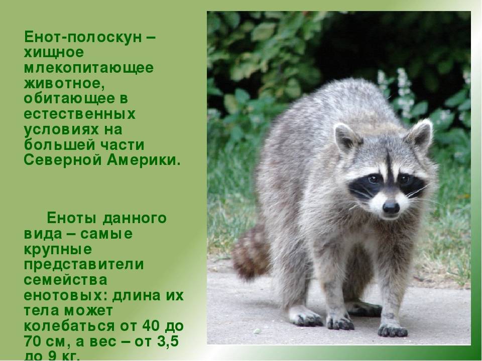 Внешний вид, поведение, размножение и содержание енотов
