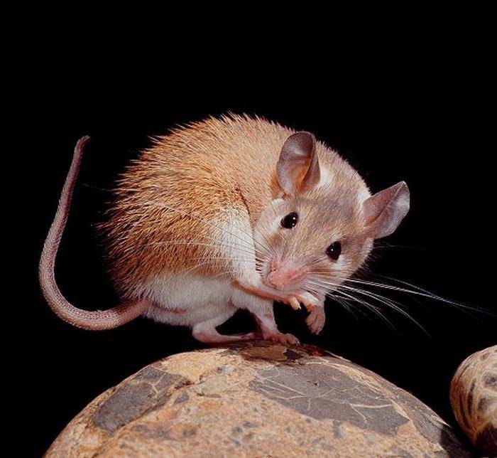Иглистая мышь, условия домашнего содержания, питание и уход