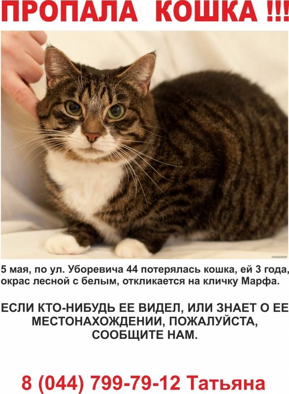 Что делать если пропала кошка?