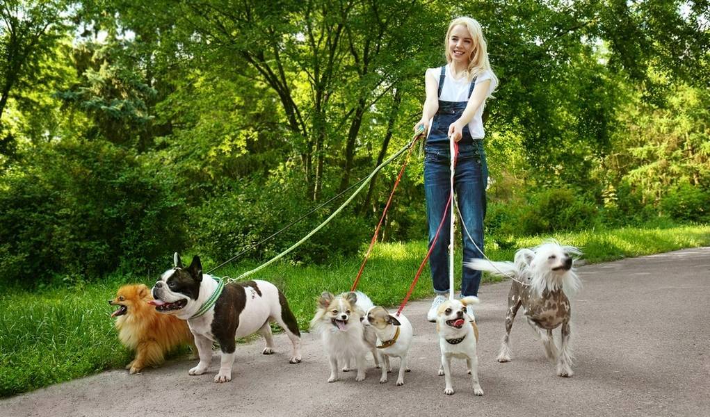 Сколько нужно гулять с собакой — раз в день и продолжительность прогулок