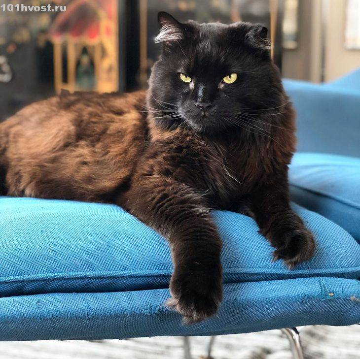 Йоркская шоколадная кошка: фото и описание породы