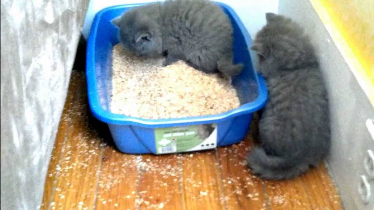 Самоубирающийся туалет для кошек - для занятых хозяев и требовательных питомцев