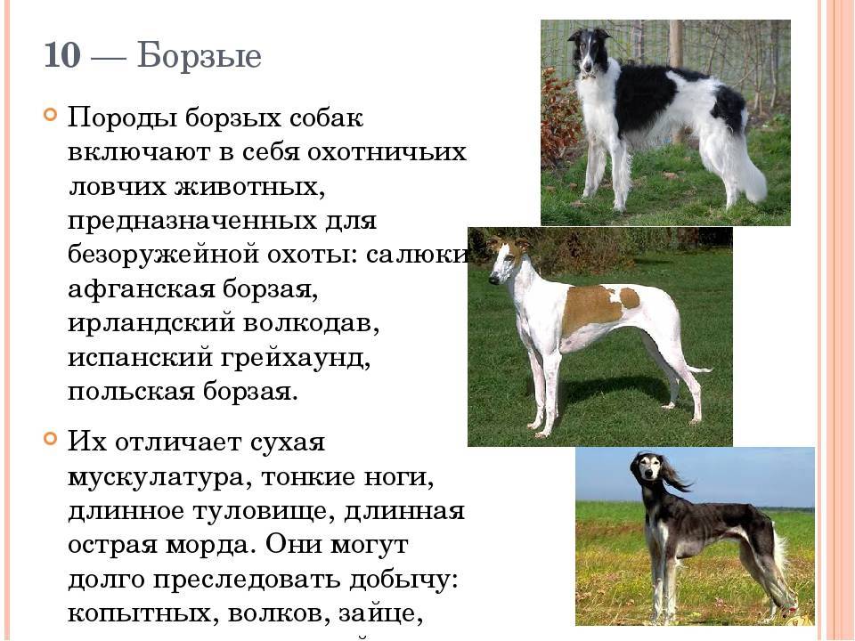 Борзые собаки: описание, популярные породы данной группы.