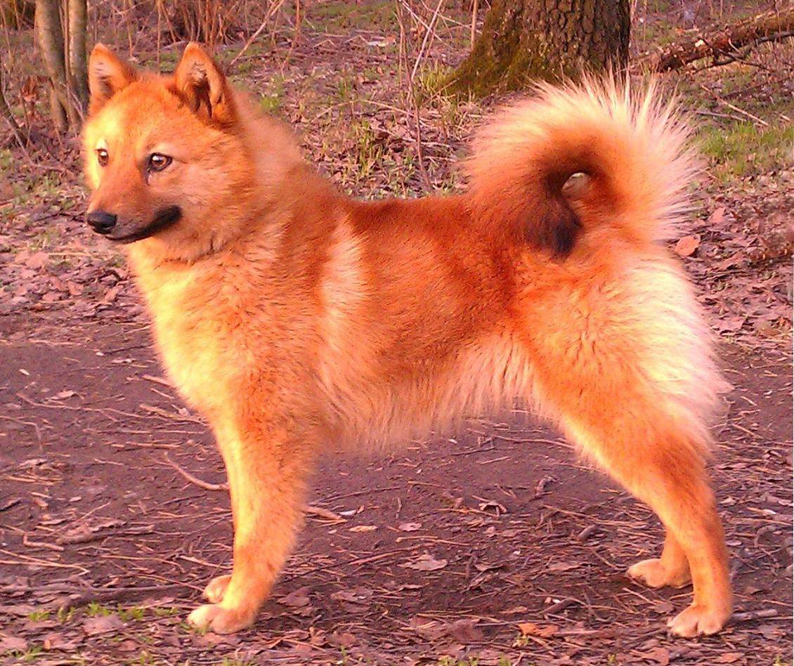 Карело-финская лайка: 115 фото характеристики и обзор характера собаки