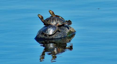 Почему красноухая черепаха не вылазит на островок (сушу)