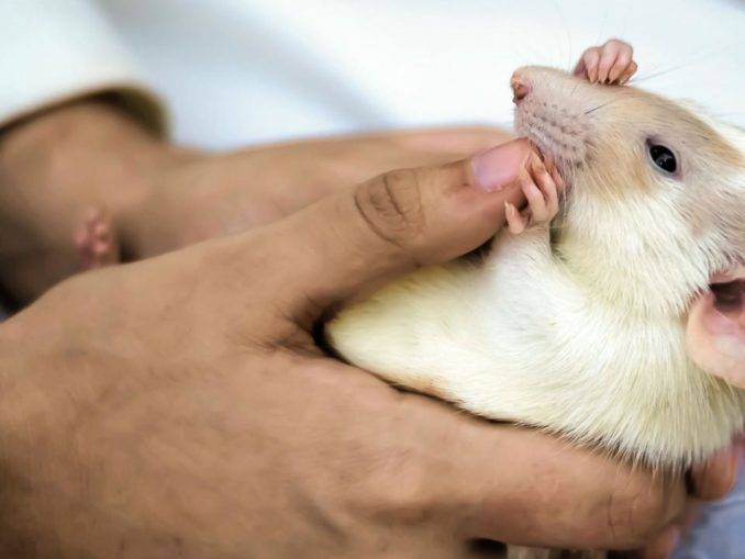 Крысы в птичнике и во дворе: способы избавиться и препараты