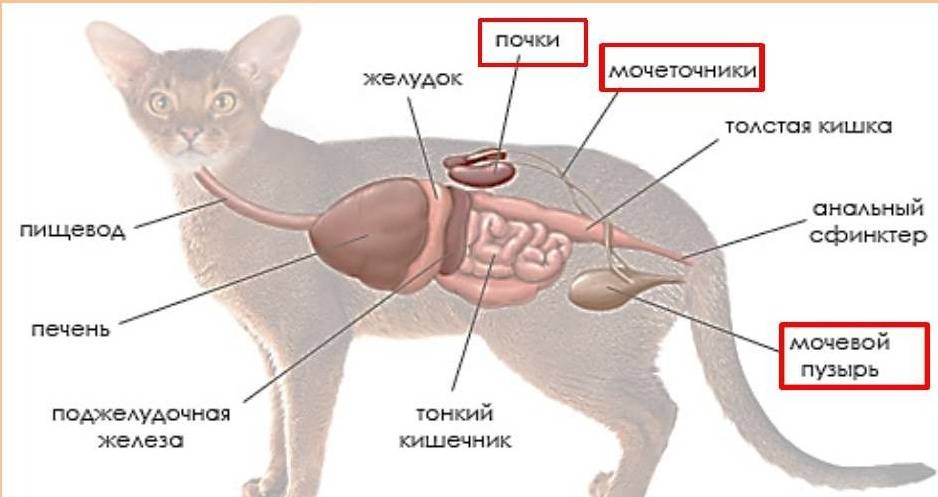 Гепатит у кошек - распознаем симптомы в домашних условиях. лечение и лучшие препараты против гепатита (105 фото)