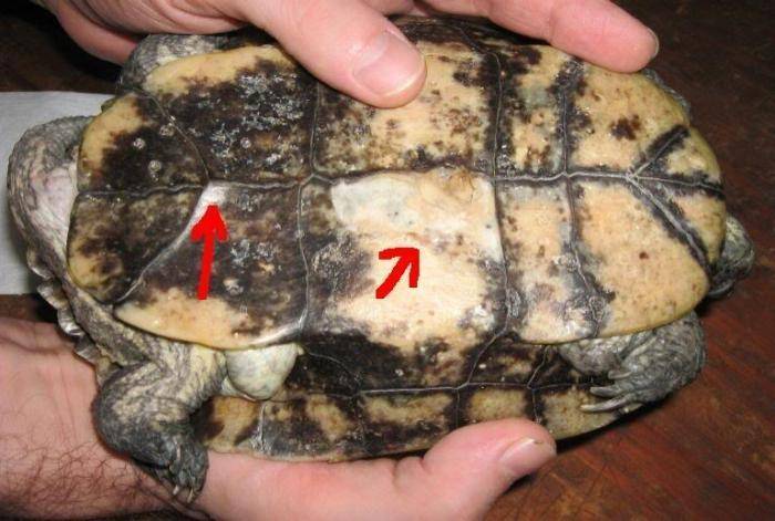 От чего может умереть красноухая черепаха - зоо мир