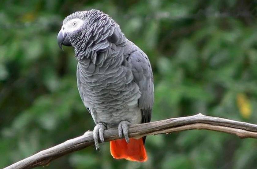 Самые умные птицы в мире - топ-10 с фото и описанием