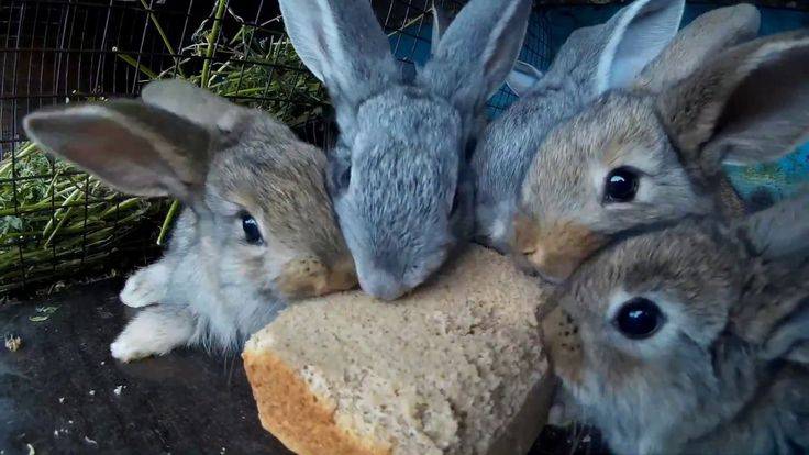 Можно ли давать кроликам хлеб и сухари