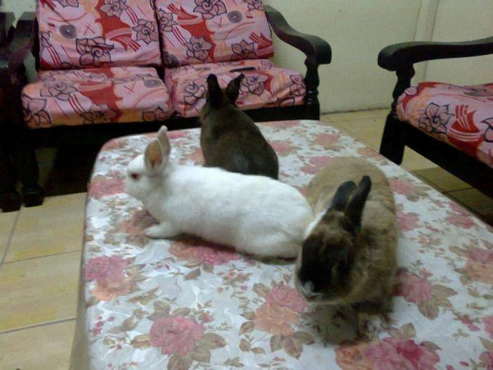 Сколько живет кролик в домашних условиях: срок жизни разных пород животных