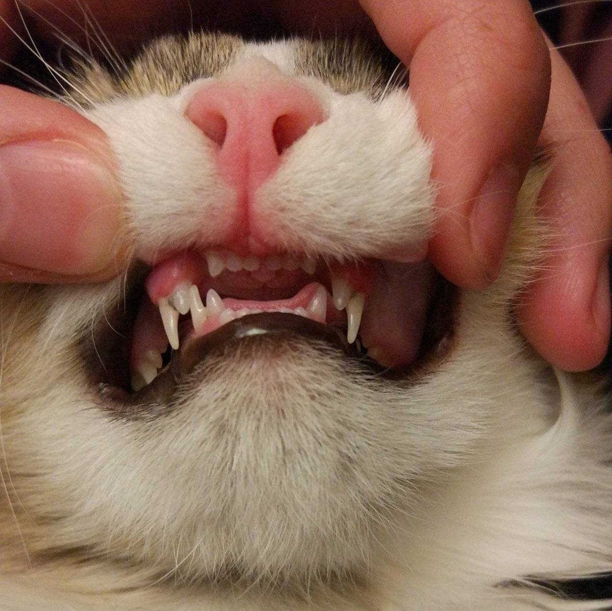 Молочные зубы у собак и кошек